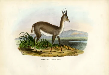 Arabian Gazelle, 1863-79